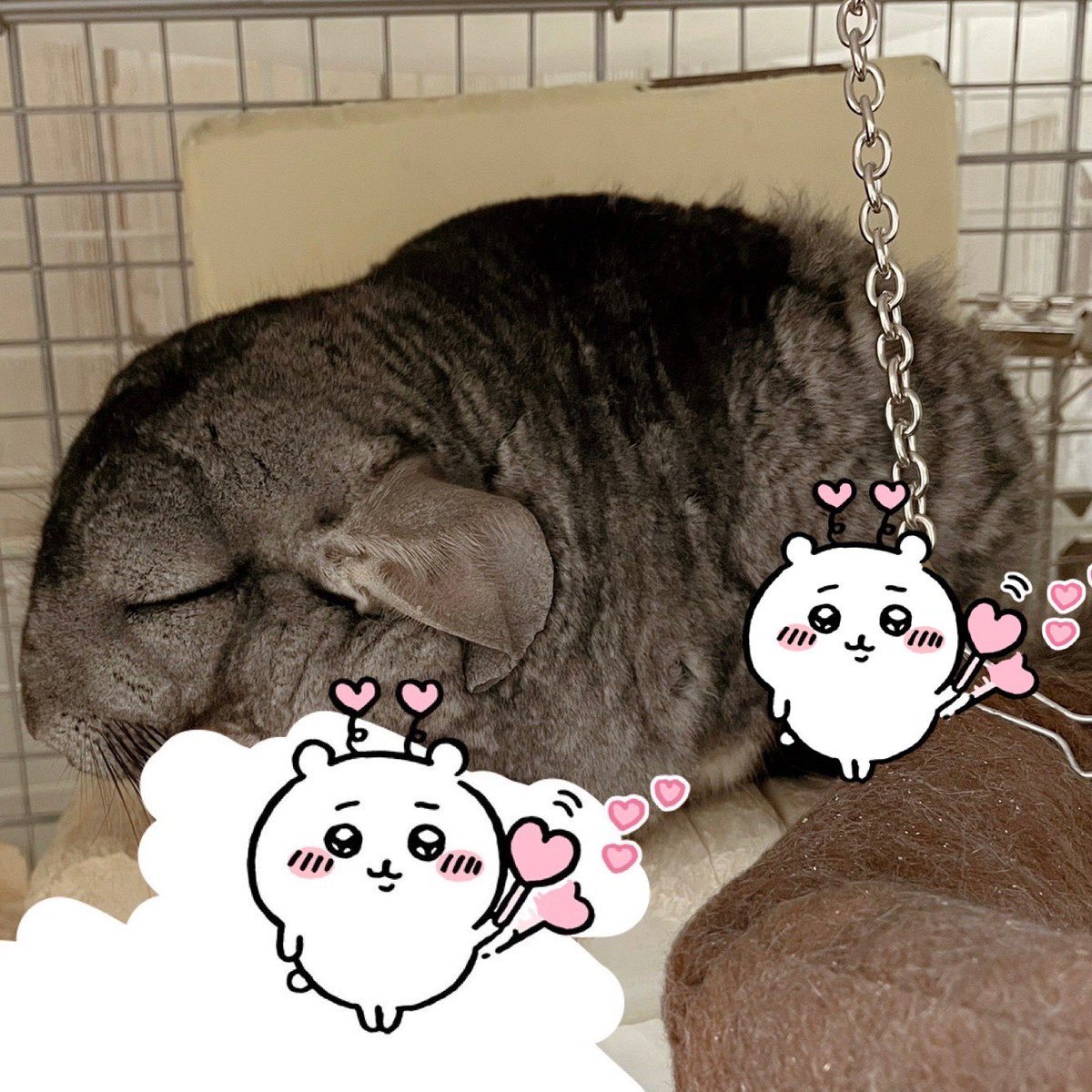 人間の手のひらに乗って( - ω - )この顔で秒で爆睡する🐭可愛いどう見ても寝てるこの顔可愛い

心臓の動きもわかるし垂れたお肉のもちもちが手のひらにダイレクトに伝わってもちもちもふもふ可愛い

#チンチラ #chinchilla 