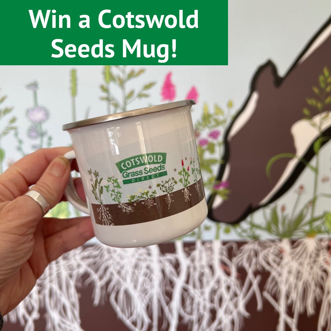 WIN one of our Cotswold Seeds Mugs‼️ We’ve heard that lots of you have old Cotswold Seeds catalogues & we want to see them🤩. Delve into your archives & the oldest catalogue found wins🎉! Simply tag us, or send a DM, by Fri 31st May✨. #cotswoldseeds #seedcatalogue #farminguk