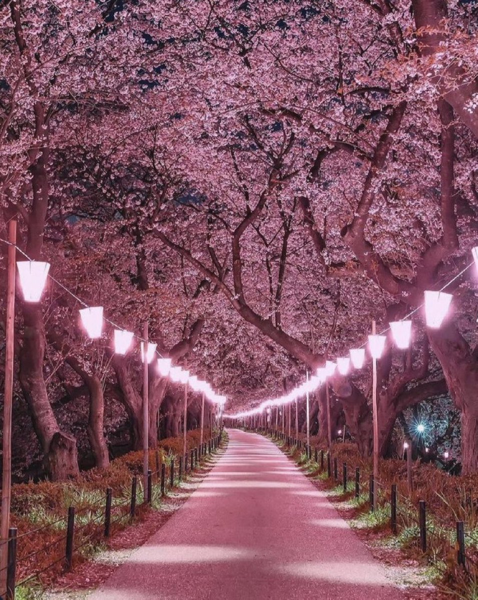 Cherry blossom in Japan 🌸