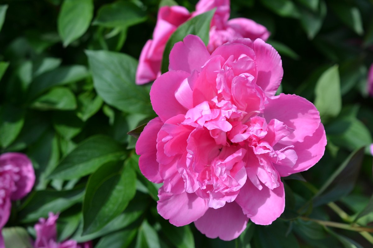 Pretty in pink! 🌸 Once the tulips and daffodils begin to fade, it is the #peonies time to shine! Most are pink and white, but you will occasionally see them in red, purple, and yellow. #FlowerFriday #FloraFriday #Flowers #Peony #White #Pink #Spring #PrettyInPink