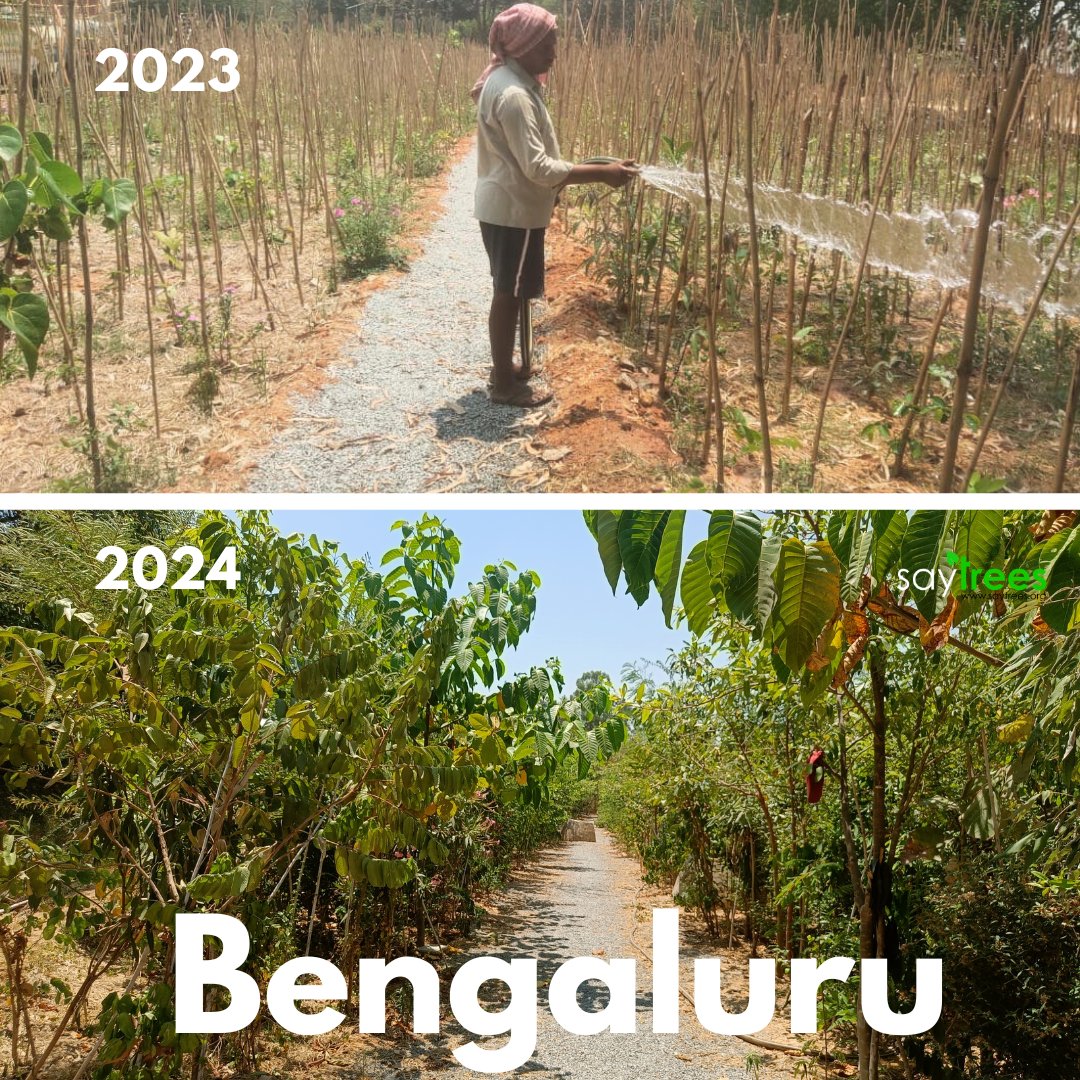 𝐂𝐚𝐥𝐥𝐢𝐧𝐠 𝐀𝐥𝐥 𝐁𝐞𝐧𝐠𝐚𝐥𝐮𝐫𝐚𝐧𝐬! Don't just dream of a greener Bengaluru, make it happen.

#Urban #forests cool us, clean our air, and provide habitat for fauna. We bring government institutes and businesses partnering with us to plant native trees across the core
