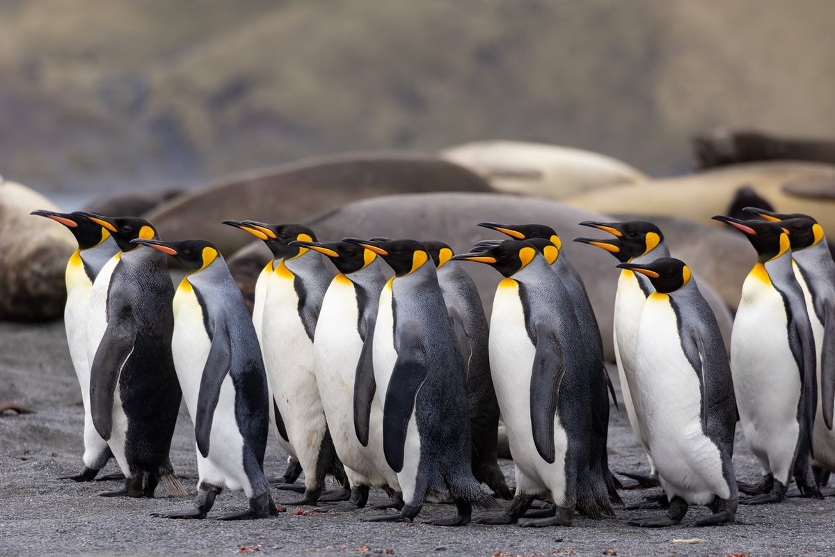 'Avian flu spreads quickly and affects mammals in addition to birds. Ships just a few days behind us witnessed mass mortality in elephant seals...' Safina Center Fellow Katlyn Taylor witnesses firsthand the spread of the #H5N1 #BirdFlu in the #Antarctic. safinacenter.org/blog/flu-seaso…