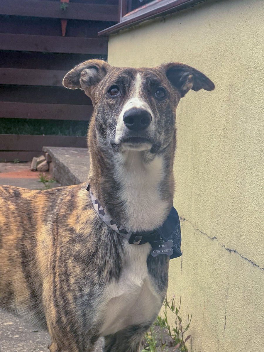 Echo is living with children and a baby who he's very gentle with, and so we're happy for him to live in a similar setup. He needs a doggy friend to live with or else he'll struggle when you leave him.
#Wrexham #Cheshire #Worcestershire #Birmingham @malvernhills #stokeontrent