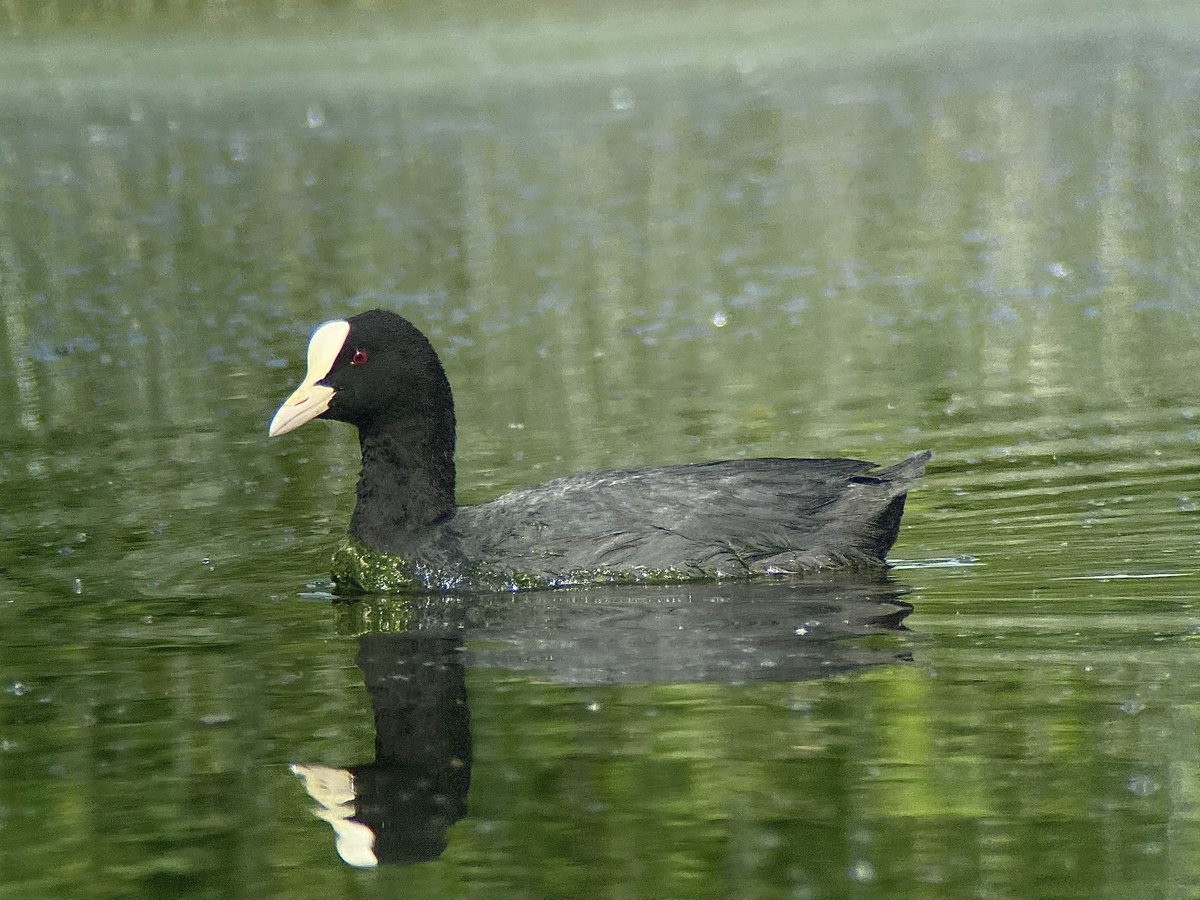 Coot at Lufton pond this morning and a Willow Warbler seemingly holding territory.