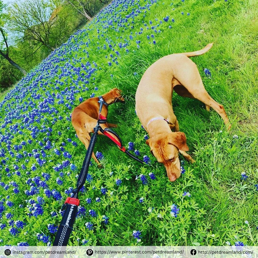 Oh-em-gee, isn't this garden pretty? 🌹🐶 and my human? Oh, they're just here for the 'Gram'. 😅

#dogstagram #dogsdaily #dogwalking #dogadventures #dogleash #dogrunning #dogtraining #spring #petsupplies #pets #dogleash #petproducts #doglovers #petdreamland