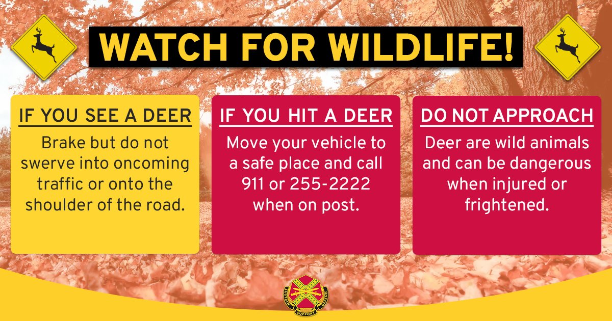 If you see a deer on or near the road, brake but do not swerve into oncoming traffic or onto the shoulder of the road. If you hit a deer, move your vehicle to a safe place and call 9-1-1 or (334) 255-2222 when on post. Do not approach the animal.