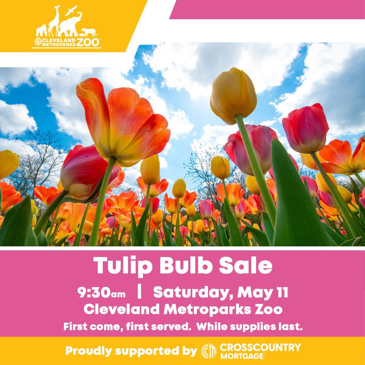 Join us tomorrow for the FIRST #Tulip Bulb Sale at the Zoo! 🌷
