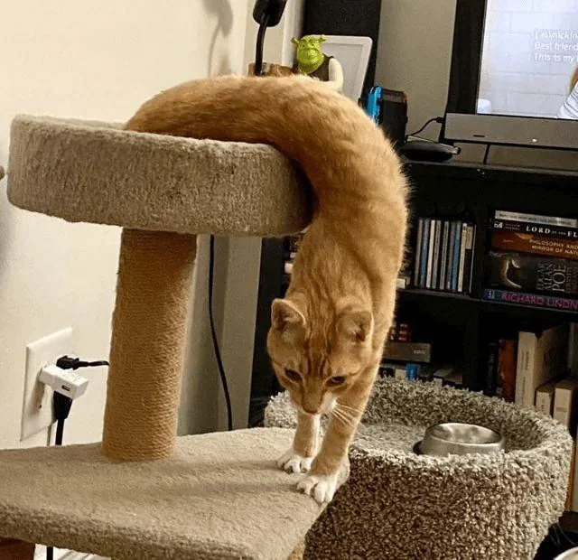 DontShowYourCat's tweet photo. mr. slinky https://t.co/hXfihAOKSe