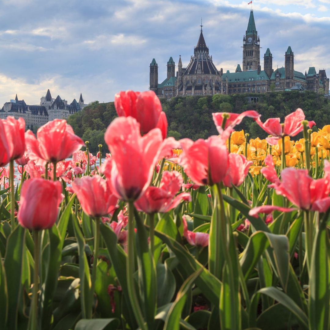 The arrival of spring in Ottawa is always marked by the start of the Canadian Tulip Festival! Today, over a million tulips burst into glorious bloom in downtown parks and gardens, paying tribute to the capital's official flower. Wishing you a beautiful Tulip Festival!