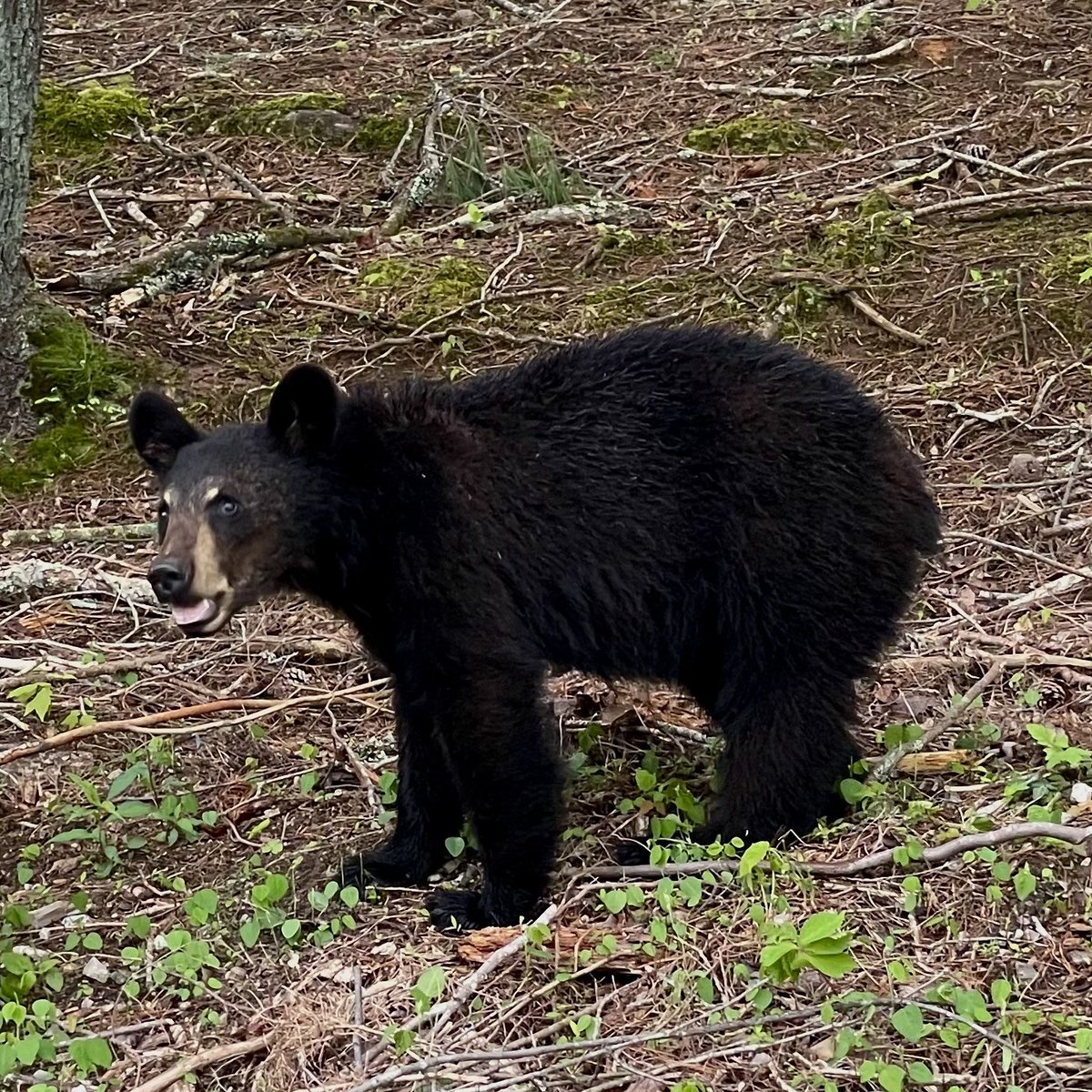 “My face when they call me a cub, but I’m actually a yearling!” Did you know American black bears stay with their mothers for about 18 months? Cubs in the spring only weigh about 5 pounds when they emerge from their dens, while most yearlings weigh about 30–50 pounds!