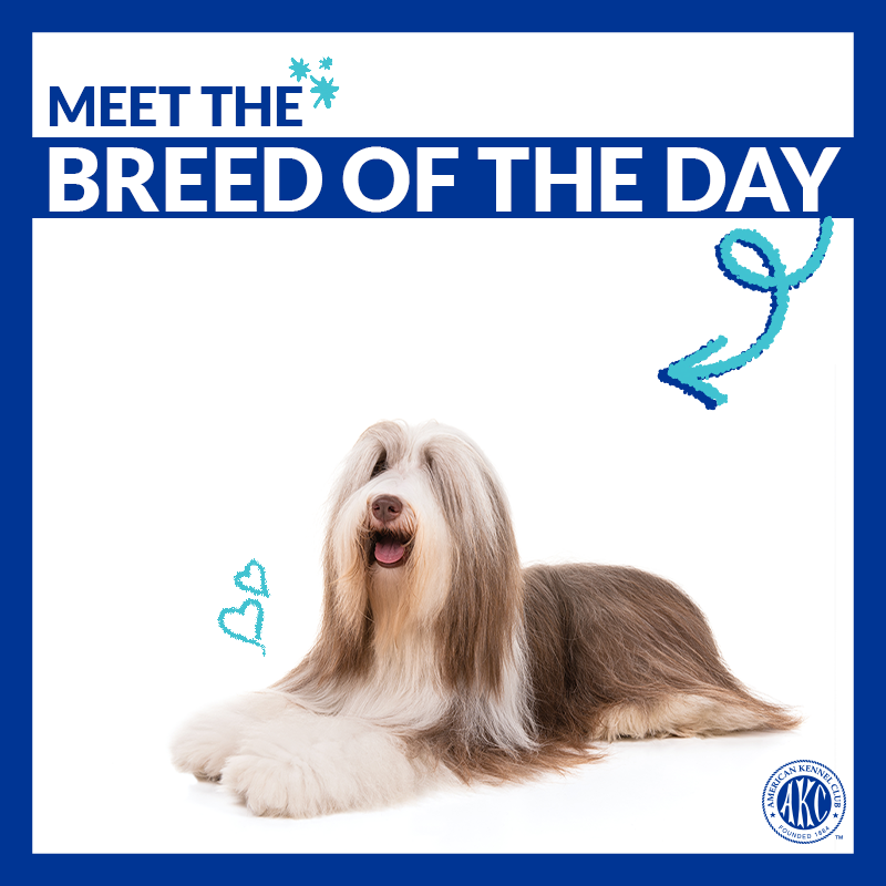 Smart, bouncy, and charismatic. Meet the Bearded Collie → bit.ly/2lZyuI1 #ThisisAKC