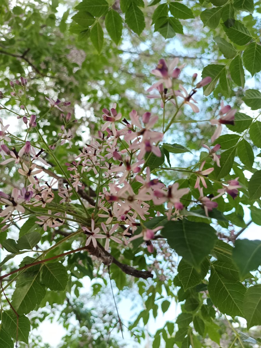 #Fiori #AlberiDeiRosari #Natura #Wildlife #IoSonoAmbiente #NatureBeauty #GoGreen #FlowerPower #IoSonoTerra #FlowerChallenge #Nature #FlowerPhotography #PhotographyIsLife #Flower #NatureLovers #Flowers