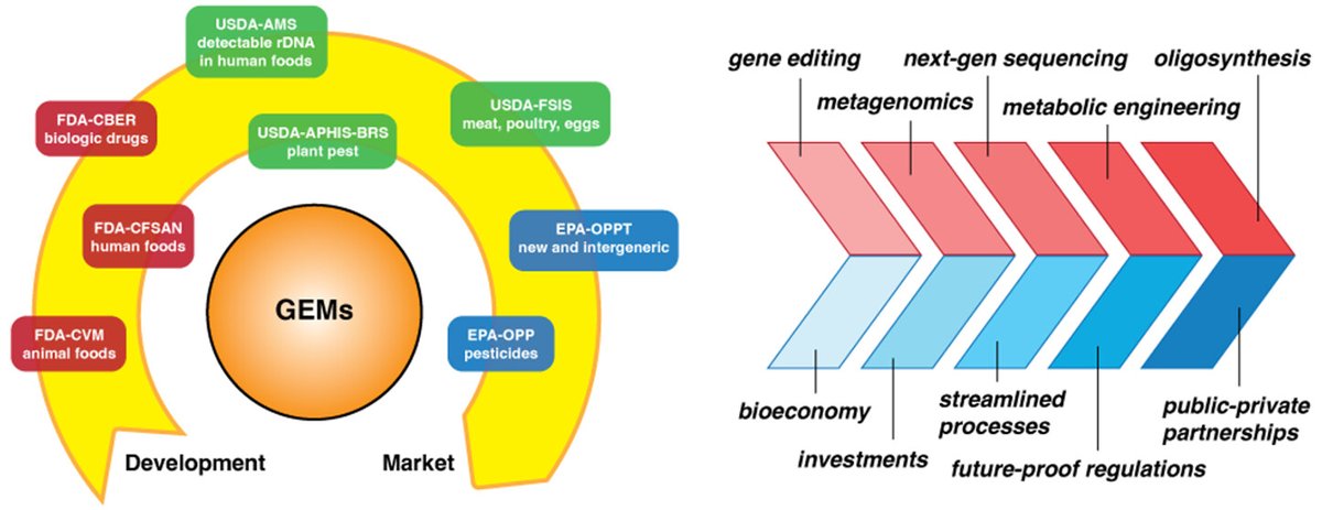 Did you catch this Perspective from Arik Shams, Alexandria Fischer, @geneticmaize, and Melinda Kliegman? (@USDA, @UCBerkeley) Perspectives on Genetically Engineered Microorganisms and Their Regulation in the United States ➡️go.acs.org/9hT