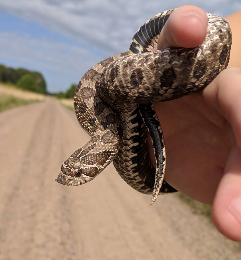 The hognose snake gets its name from its upturned snout. This snake will act tough when feeling threatened, flattening its neck and hissing, similar to a cobra! They will not bite in self-defense but will sometimes play dead!

📷 Courtney Celley/USFWS