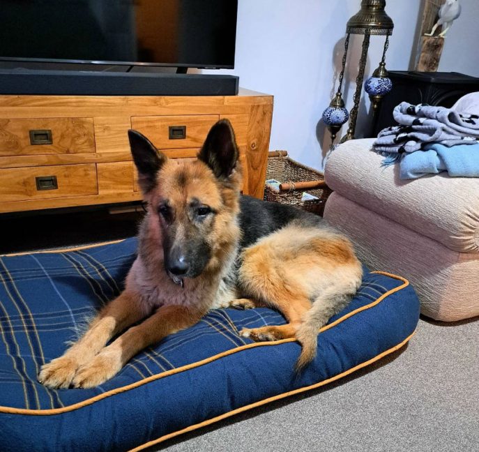 Bruno is 4yrs old and this boy arrived in such a mess we had to shave him, Bruno is looking for a child and pet free home that can work on his confidence around people #dogs #germanshepherd #Cornwall gsrelite.co.uk/bruno-14/