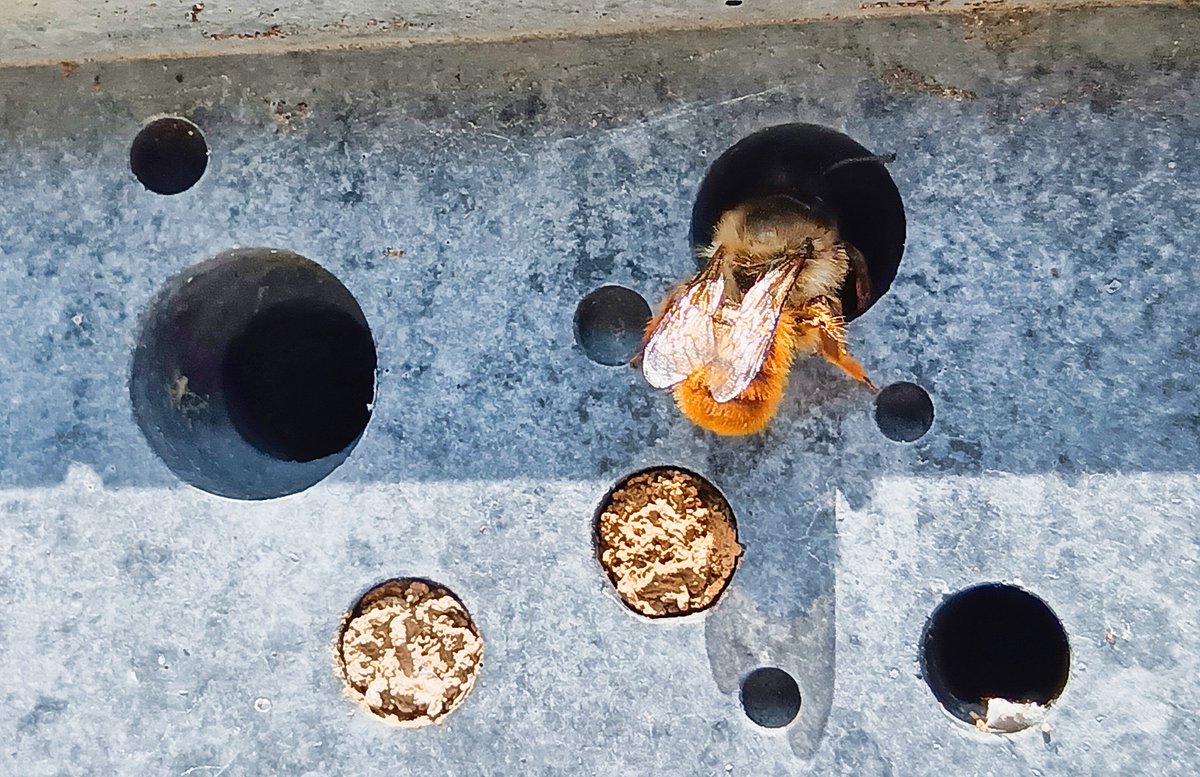mitchellsnik's tweet photo. My #Masonbee are loving the #beebrick you can even see the mud being carried in one picture https://t.co/oJBh6FHGXD