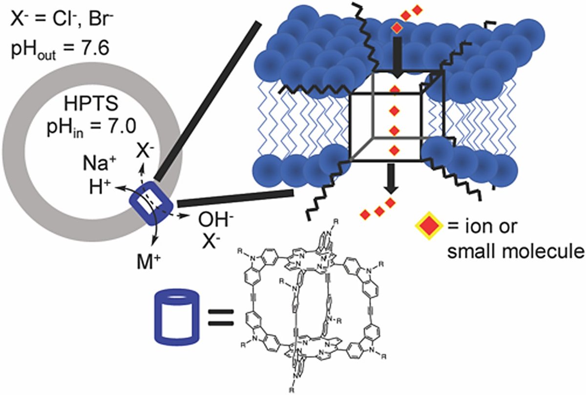 Artificial transmembrane channel constructed from shape-persistent covalent organic molecular cages capable of ion and small molecule transport @Molecular_Cages @POC_Papers doi.org/10.1016/j.ccle…