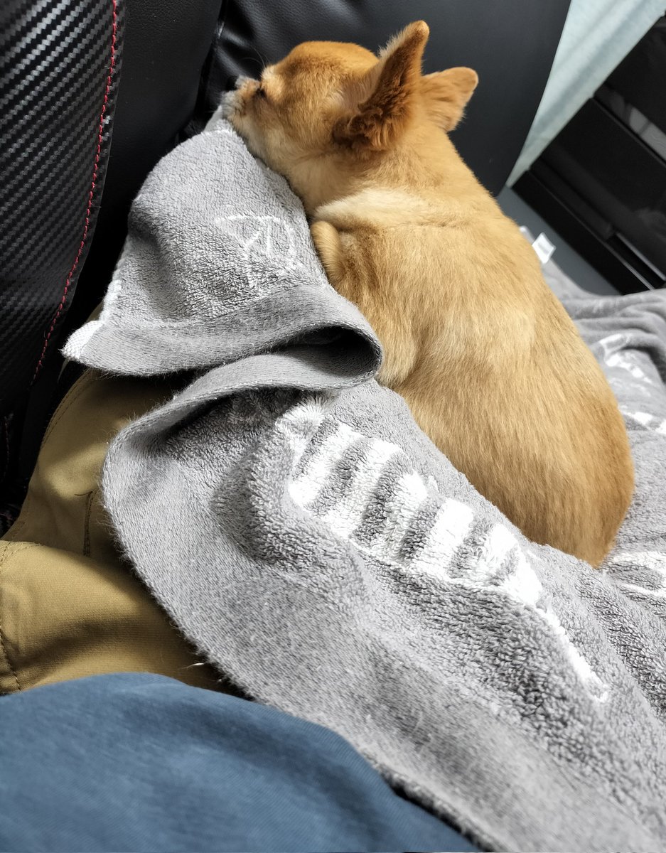 jake92841's tweet photo. 今日からワンコと一緒🐶
散歩大好き、基本寝てばっかり（８歳）

自転車で移動中、信号待ちしてたら知らない人が写真撮ってた📸

癖ありワンコだから触ろうとすると吠えるけど、見た目は可愛いみたい。

#チワワ
#犬のいる暮らし 
#犬との生活 
#犬好きな人と繋がりたい https://t.co/weROvzswMH