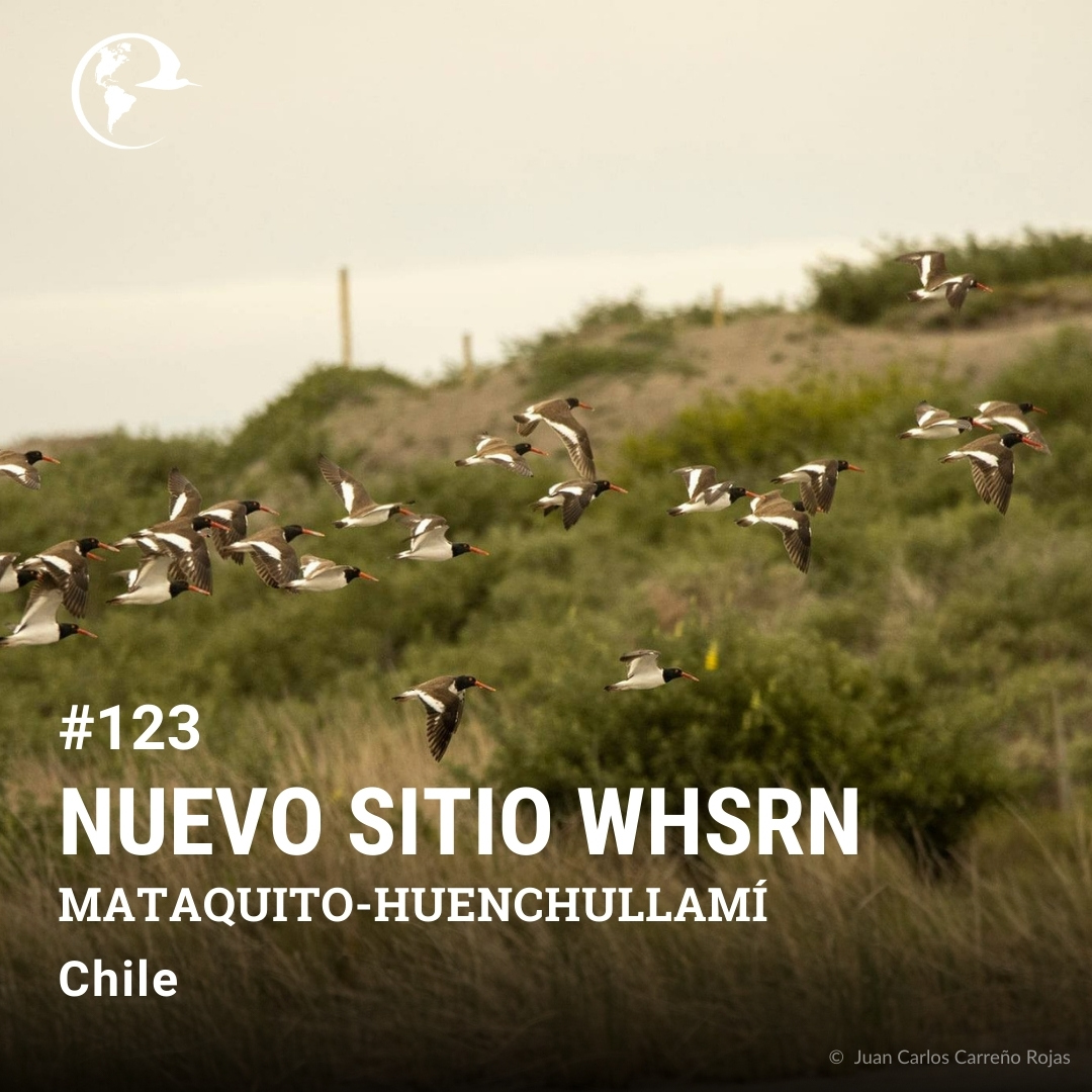 Nuestra Oficina Ejecutiva se complace en anunciar y dar la bienvenida a Mataquito-Huenchullamí, como nuevo “Sitio de Importancia Regional” en Chile. El sitio #123 sirve como área de reproducción e invernada para el Pilpilén Común. Conocé más 👇 whsrn.org/es/whsrn_sites…