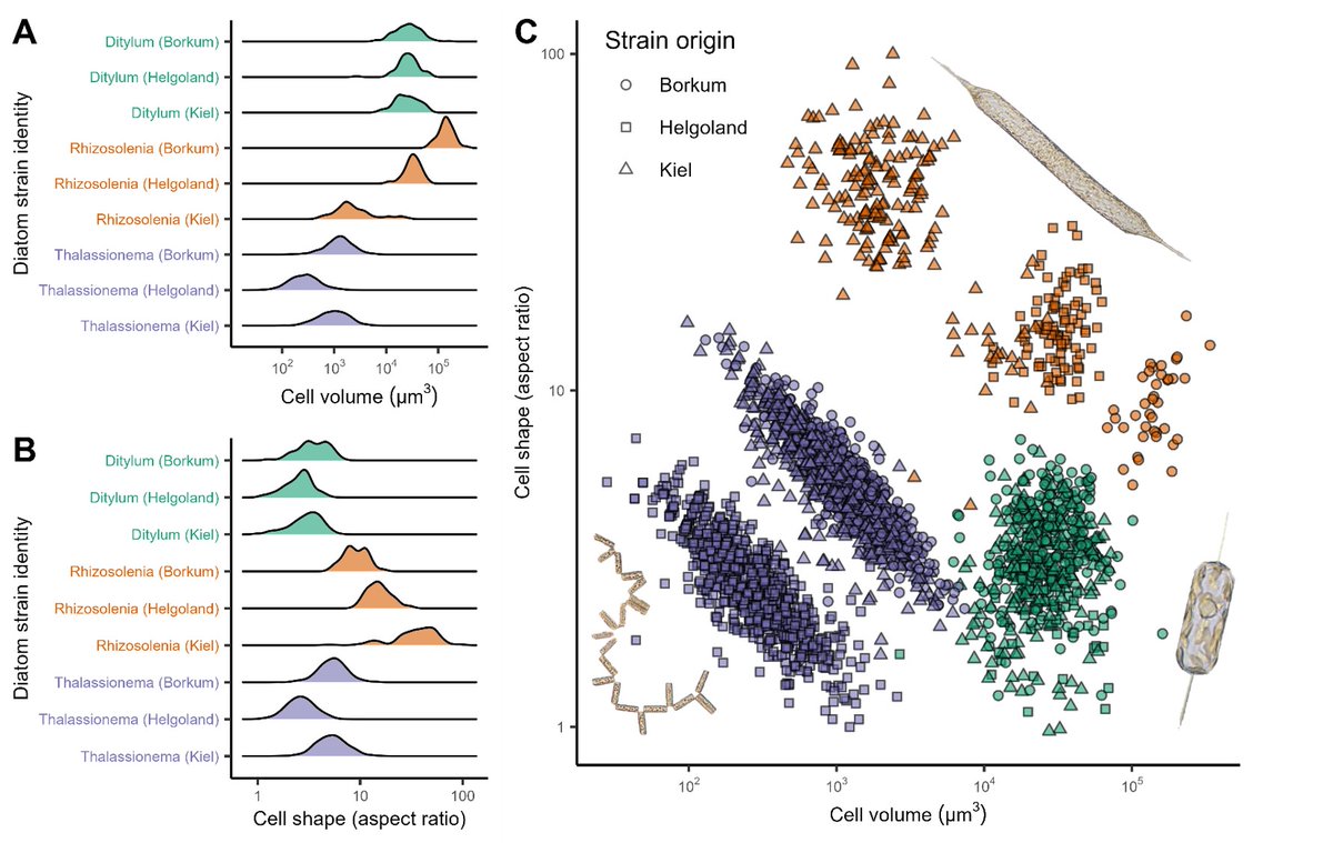 Out now in @aslo_org #ASLO_Letters, our paper: 'Species richness and intraspecific variation interactively shape marine diatom community functioning' Thanks @MarritJacob, Esteban, @hhillebr1, @MarenStriebel, and @ICBM_uol ! aslopubs.onlinelibrary.wiley.com/doi/10.1002/lo…