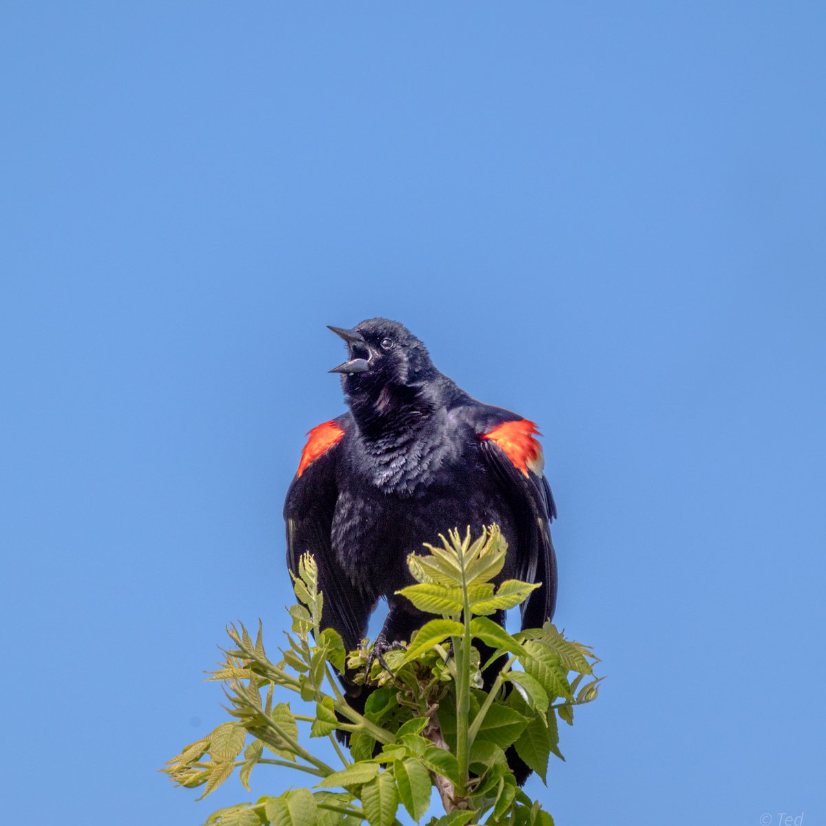 Finally a Friday! Hope you can get out to hear all the Birds chirping around you, it's a beautiful realization that life is Incredibly good. Let this sound be the gentle break in your routine. Have a wonderful weekend ahead my friends.✌️
#Redwingedblackbird #Nature #Photography
