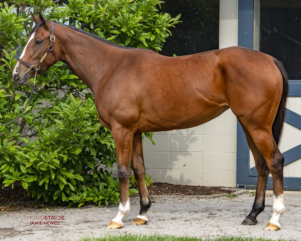 Urgence, a stunning daughter of Into Mischief is Hip #8 in the @FasigTiptonCo Digital Sale. She is in foal to TAIBA, an A++ Nick and similar mating to G1 Winners, Echo Zulu and Vahva. Taiba is a first year stallion standing @spendthriftfarm for $35,000 S&N. He is a son of hot…