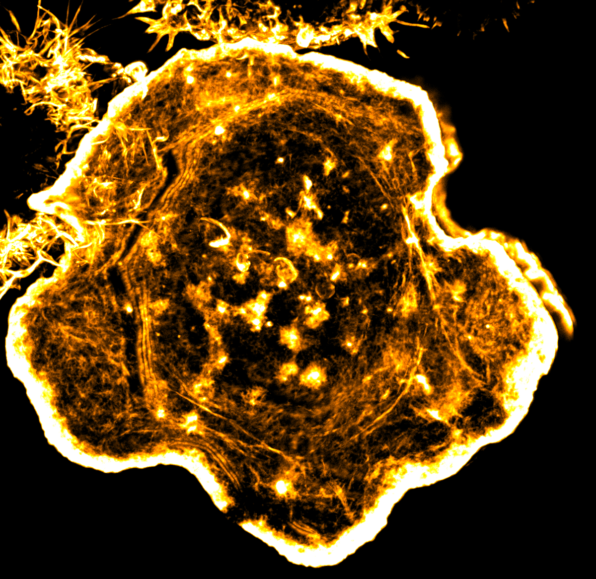 Beautiful actin network at B cell immune synapse (ExM 10x)

#FluorescenceFriday #Bcell #Actin