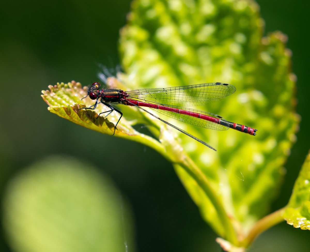 The sun has brought out a wider mix of butterflies, bees and dragonflies this week, as well as good mix of birds. Read today's sightings blog for full details. Photo: Large Red Damselfly by Steve Everett community.rspb.org.uk/placestovisit/…
