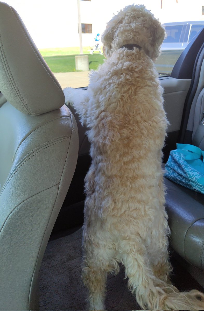 Happy #FluffyButtFriday here I was in the school dropoff line. My favorite thing to do is smile at the kids and they wave to me and I wag my wagger! #dogsofX #GRC #AriesWorld