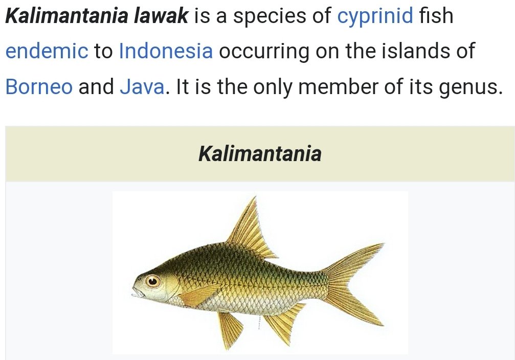 Salah satu nama ikan yang paling unik memurutku. Cuma ikannya ghoib (alias minim info dan ga ada foto/dokumentasi spesimen nya)