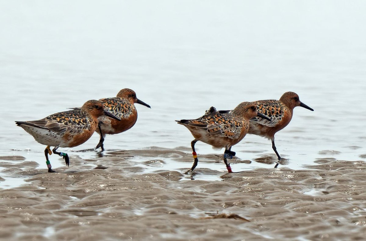 Red #knots of (dark) piersmai subspecies now migrate north along China coast. In Minjiang estuary, Fujian, tagged birds from Manila Bay project & the long-term @GlobalFlyway project in NW Australia were walking together. Photo credit CHEN Yongcheng. Read: onlinelibrary.wiley.com/doi/10.1111/ib…