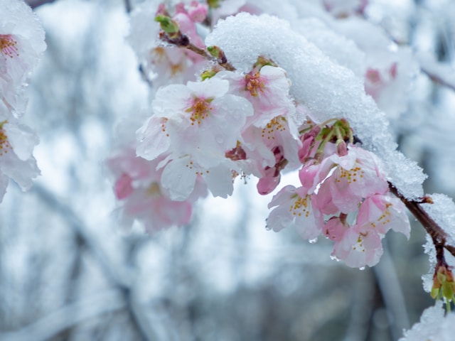 東北や北海道の桜も終わりかけ…でもまだこれから満開の桜もある🌸