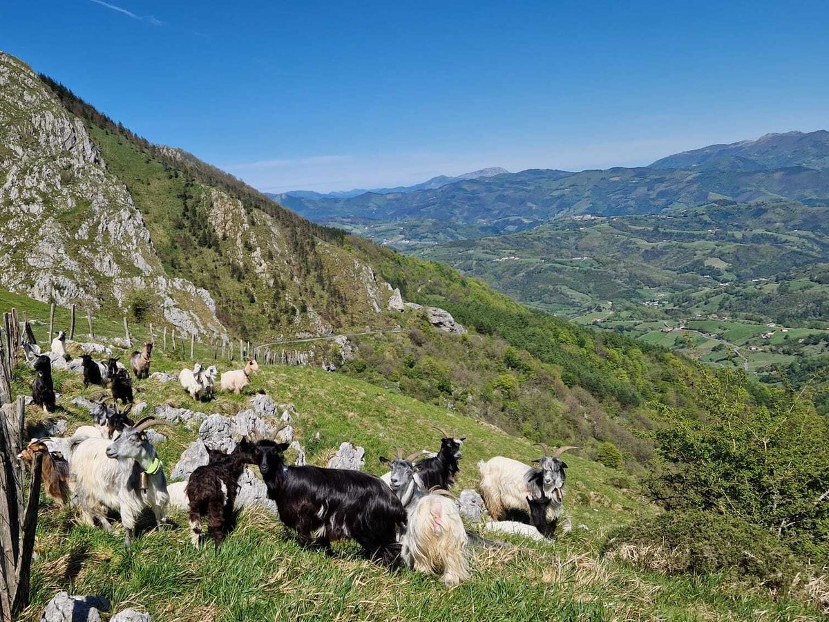 Digitanimal's tweet photo. 🌄 En lo alto de las montañas estas cabras de Mitxel Iribarren disfrutan de la tranquilidad y la libertad que solo la naturaleza puede ofrecer. En Digitanimal, nos aseguramos de que incluso en esas alturas, nunca estén solas. 🐐🏞️
#Digitanimal #cabras #caprino #caprinos https://t.co/OCcfKsEJvZ
