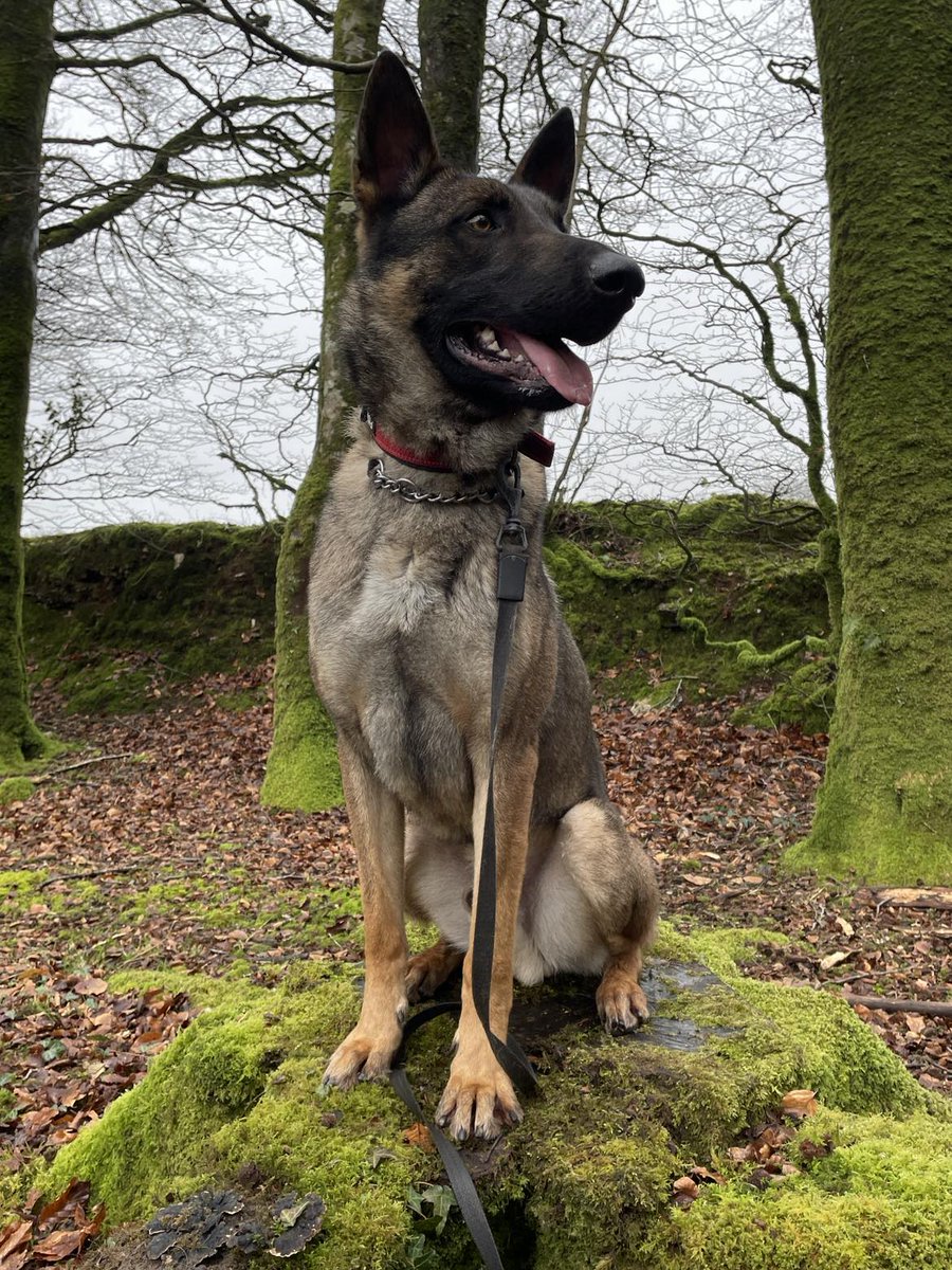 Luther is 2yrs old and he can live with older kids, Luther is a very bright and eager boy who has so much potential he just needs the right home to guide him #dogs #germanshepherd #Cornwall gsrelite.co.uk/luther-2/