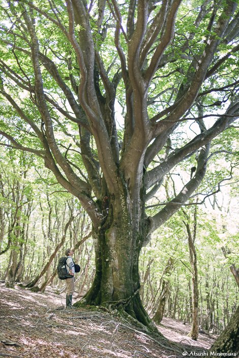 【拡散希望】ここは巨樹の森。しかし風力発電の工事は進み、樹は切られ、山が削られ、林道が伸延しています。このブナも伐採される可能性があります。環境アセスメント（環境影響評価）により守られるべきは自然は守られるはずなのに、おかしなことが起きています。nosakabuna.com