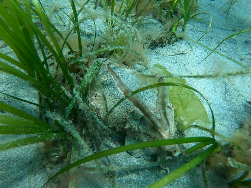 cuttle_cons's tweet image. Can you spot the cuttlefish hiding in the seagrass? If you've been lucky enough to see a cuttlefish whilst diving or snorkelling, you can report here: bit.ly/ProjectSepia

Your records are building a database about the changes in distribution of this species!

📸 J C Kent