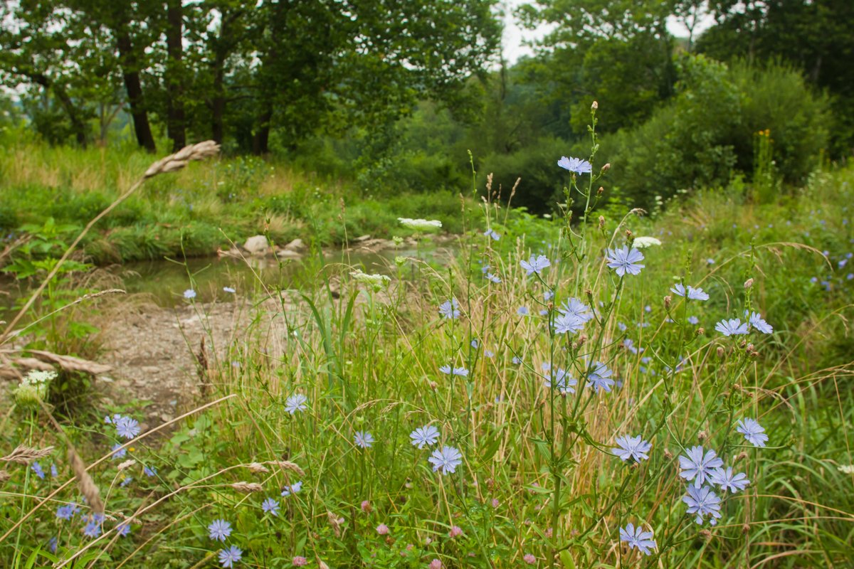 🥾 Exploring the trails of Pittsburgh's Parks: 🐿️Featured Trail: Nine Mile Run 🌿Park: Frick Park Visit our website to find park maps 🗺️ pittsburghparks.org/explore-your-p… 📷 Photos by Melissa McMasters