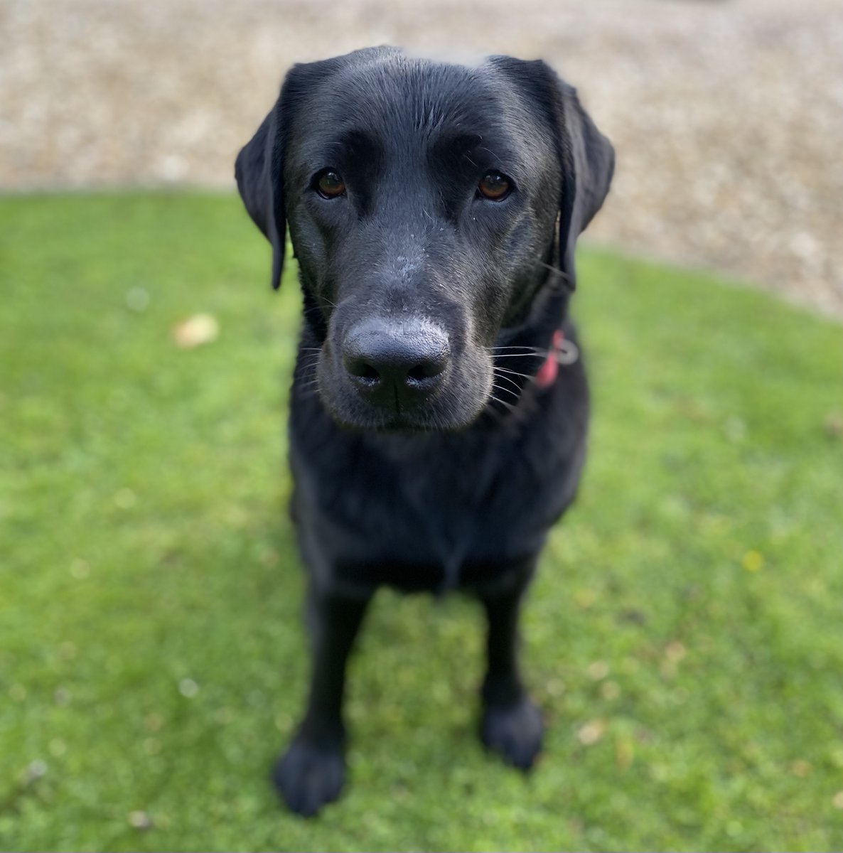 Medical Detection Dog in training, Gem, is a shiny, happy girl who loves to greet you with a toy (or failing that, a shoe). She enjoys a tummy rub, food and running as fast as she can, ideally with a friend but it's not essential, in no particular order. medicaldetectiondogs.org.uk