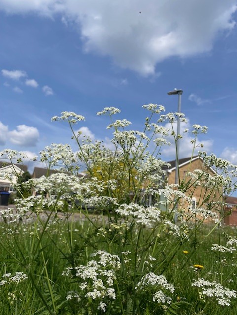 Weeds as tall as lamposts in Wootton Fields, Northampton. Come on @WestNorthants !! Get it sorted. #weeds #woottonfields #northampton #comeon #getitsorted