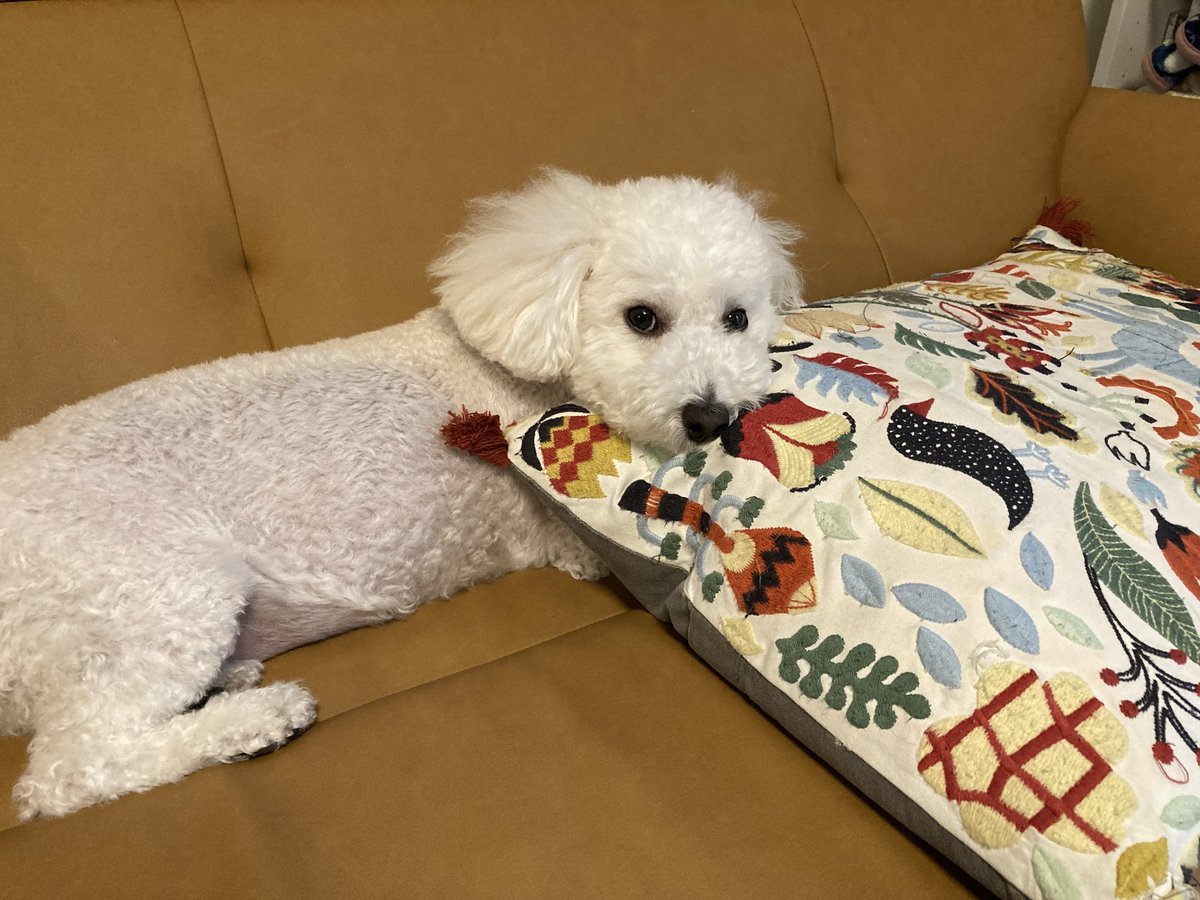 ちょうどいい枕なの🐾
#犬のいる生活　#犬好きさんと繋がりたい　#ボロニーズ　#トイプードル