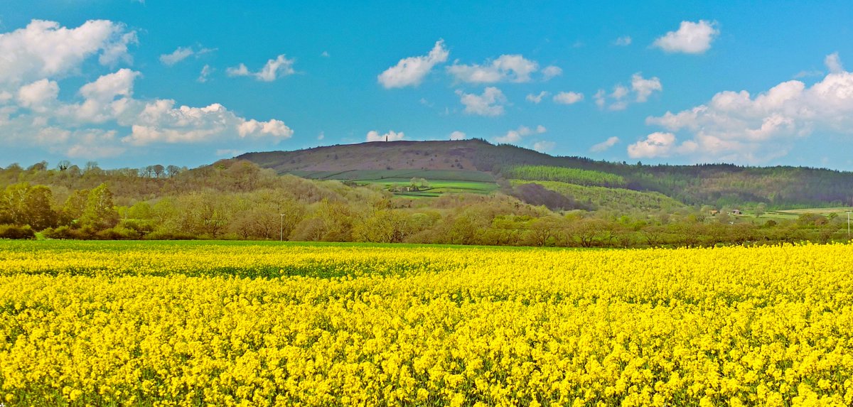 Wishing everyone a superb Sunday! 📸A field of oil seed rape in flower, with Captain Cook's Monument on Easby Moor in the background, pictured by Tim Dunn, of Stokesley