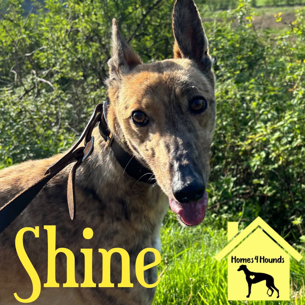 What a beautiful day to be introducing a beautiful girl called Shine. From an early stage it became clear that she had no interest in racing so has decided that a sofa is her next option. 2yo this month and further details will follow.