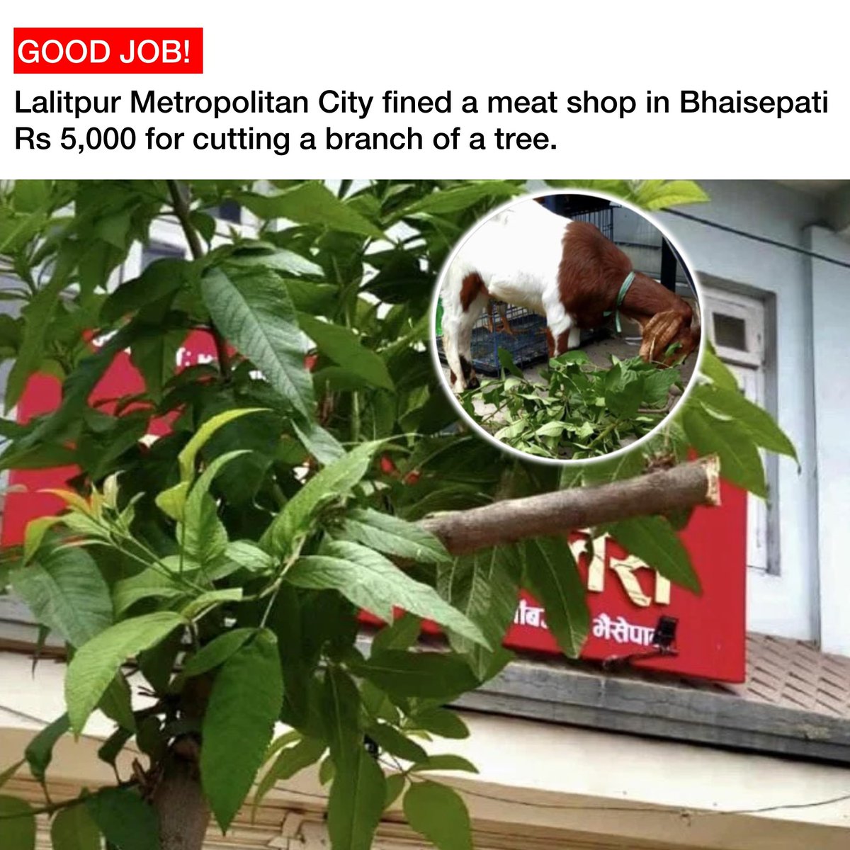 Lalitpur Metropolitan City has fined a meat shop in Bhaisepati Rs 5,000 for cutting a branch of a tree that was planted on the roadside. The meat shop owner reportedly cut the branch and fed it to a goat. Thoughts? #nonextquestion