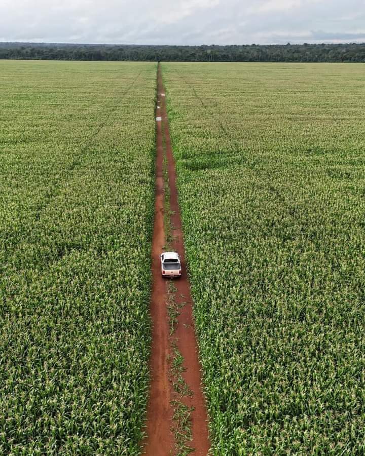 An ariel view of a Maize farm #agribusinesstalk 📸 Shina Farms