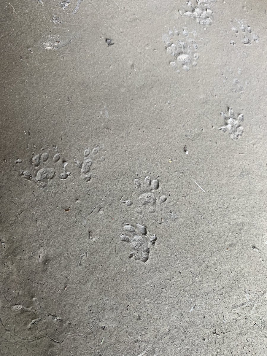Does anyone recognise which animal might have made these footprints? About 25mm from top to bottom. This was is some thin mud near a stream. I think I’ve seen a Pine Martin in the area once a few weeks ago. Something to do with that?