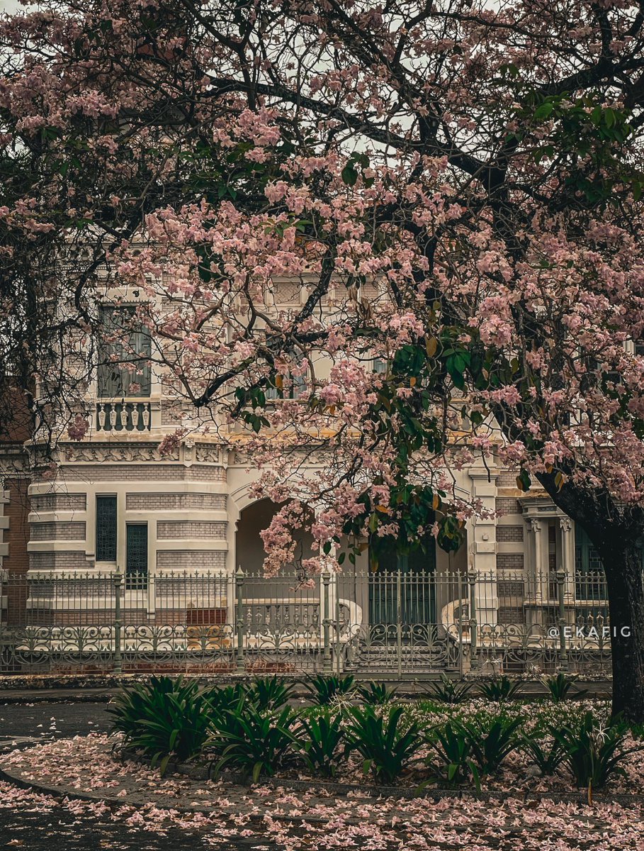 Tenía que fotografiarla en su mejor momento del año.

Quinta La Isabela 🫶 Valencia