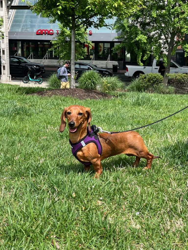 🚨 MISSING DOG 🚨 Winnie the puppy ran out our door last night around 6:30 pm near 8th and F st NE (Capitol Hill). She is probably very scared. Please DM me if you spot her. @PoPville