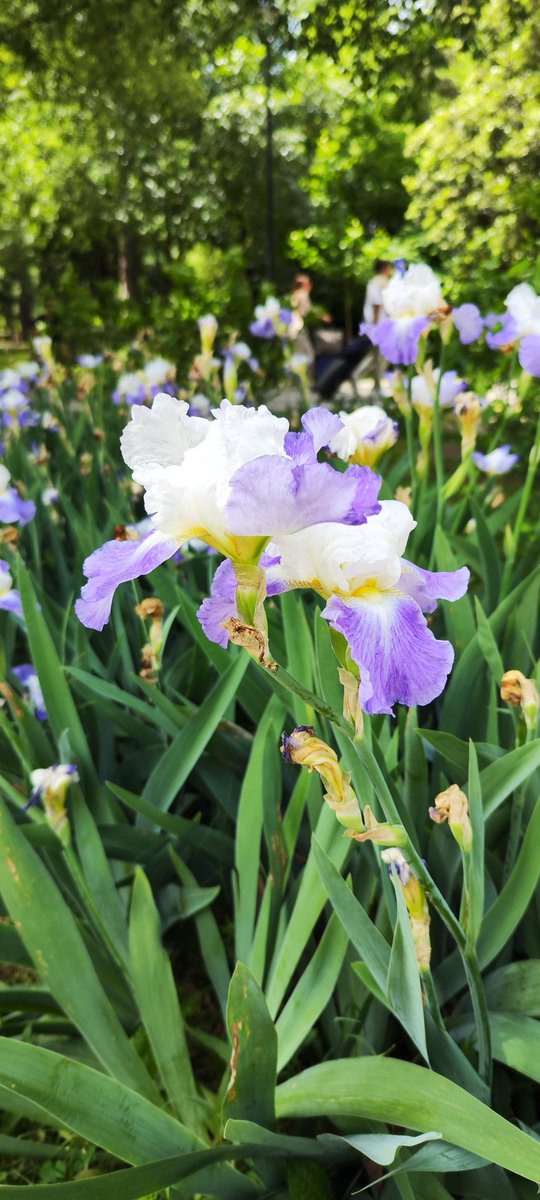 Podgorica city park...now. #MontenegroAdventures