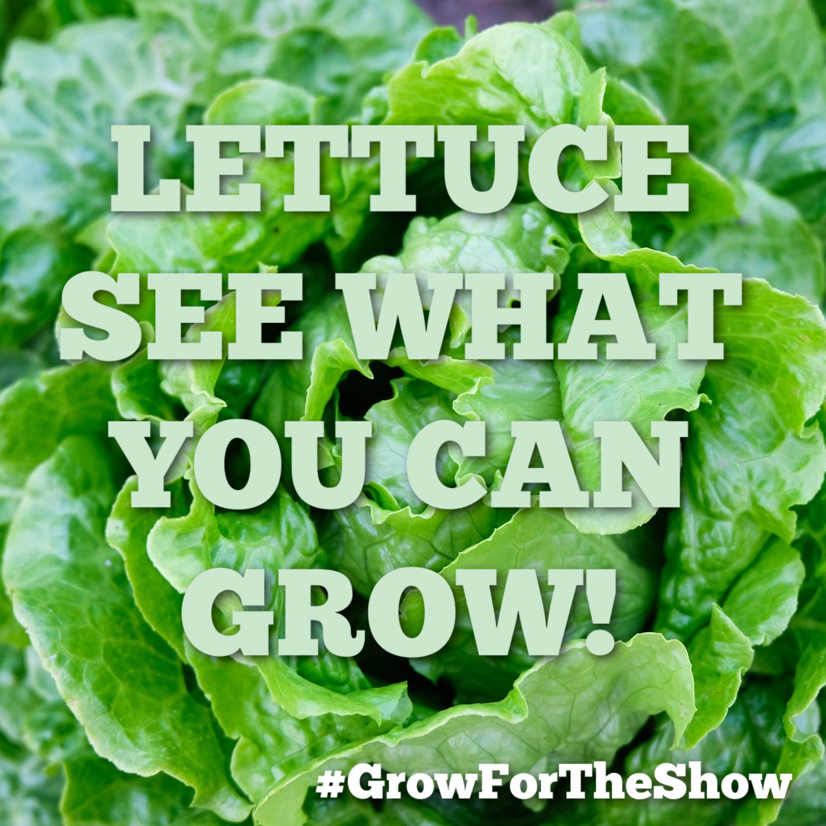 It’s not just about flowers at the Knowsley Flower Show there are classes for veg, plants, scones, jam, and more! The show is open to everyone, whether you’re a green-fingered expert or enthusiastic novice. Find out more at: orlo.uk/IYCkM #GrowForTheShow