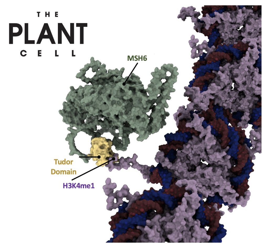 Why do some genome regions mutate more than others? Excited to share our latest work published in @ThePlantCell. H3K4me1 recruitment of DNA repair proteins in plants! 🌱🧬#PlantScience #Mutation 

📜academic.oup.com/plcell/advance…
1/